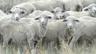 Неизвестные украли двух овец прямо на глазах у пастуха в Левокумском районе