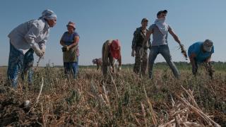 Крестьянско-фермерские хозяйства в Труновском округе приступают к уборке овощей