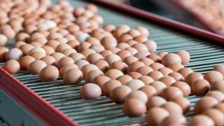 На Ставрополье куры снесли 586 миллионов яиц в 2021 году