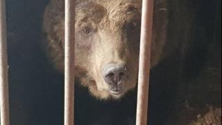В Петровском округе Ставрополья медведицу назвали в честь Победы