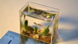 Самый маленький в мире аквариум находится в Омске