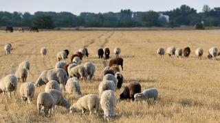 На Ставрополье задержан чабан, укравший стадо овец