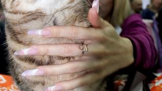 Более 70 кошек съехались на «Цветочный кото-блюз» в Невинномысск