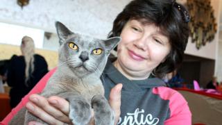 Выставка кошек два дня удивляла жителей Невинномысска