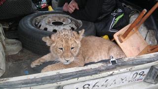 Львенок ехал в багажнике из Ставрополя в Карачаево-Черкесию