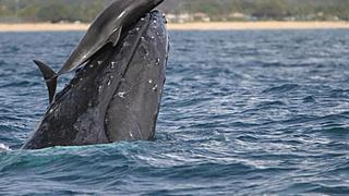 Дельфины и киты способны играть друг с другом