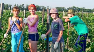 Школьники из поселка Заря во время каникул работают на виноградниках