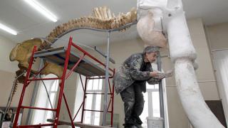 Завершаются работы по установке второго южного слона в краеведческом музее Ставрополя