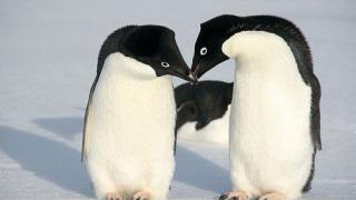 Пингвины Адели – романтичное чудо Антарктики