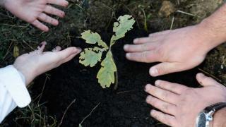 Юные ставропольцы продолжают сажать деревья в память о войне