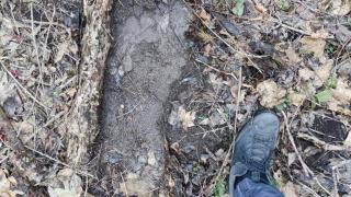 Необычные следы нашли в лесу Железноводска