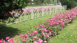 239 роз ко Дню города высадят в каждом школьном дворе Ставрополя