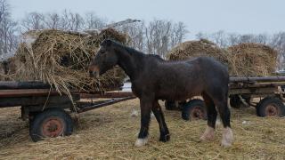 В Ставропольском крае наблюдается экспортный бум на корма для животных