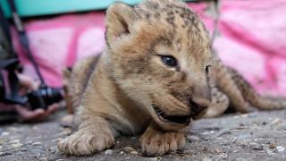 Четыре львенка появились в Ставропольском зоопарке