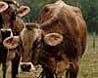 «Тощие коровы» кормопроизводства