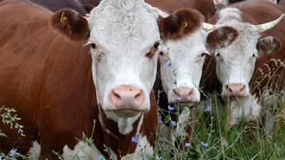 Молочное животноводство Ставрополья: проблемы и достижения