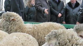 Валерий Гаевский: сейчас самые благоприятные рыночные условия для овцеводства