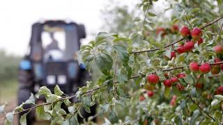Аграрии Ставрополья проводят обрезку плодовых деревьев