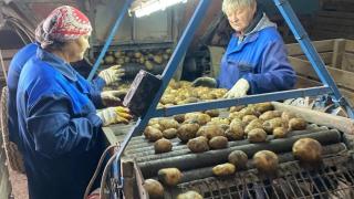 В Новоалександровском округе собрано 400 тонн картофеля