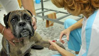 Две новые ветеринарные лечебницы открыты на Ставрополье