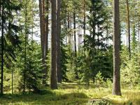 Об охране городских лесов говорили на совещании в Ессентуках