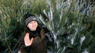 В Ставрополь завезли 10 тысяч новогодних ёлок