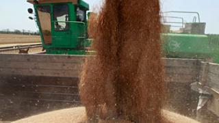Первые сто тысяч тонн зерна намолотили в Ставропольском крае