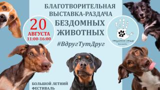 В Кисловодске на фестивале найдут хозяев для бездомных животных