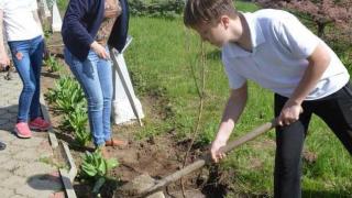Акцию «Посади дерево Победы» провели в Ипатово