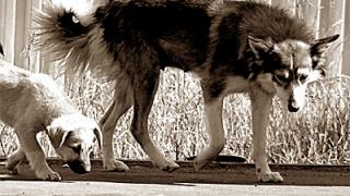 «Собачьи» деньги в Пятигорске так и не дошли до безнадзорных животных