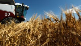 Жатва-2018 завершается: 8 миллионов тонн зерна собрано на Ставрополье