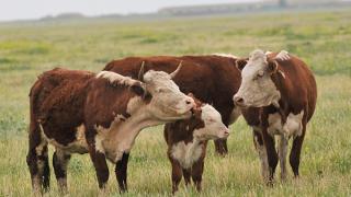 Перспективы мясного животноводства обсудили ведущие ученые-аграрии Ставрополья