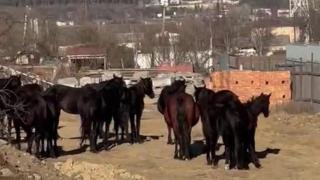 Беспризорный табун лошадей в Кисловодске отправили на «штрафстоянку»