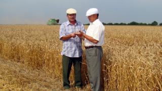 Качество ставропольской пшеницы контролируют ученые
