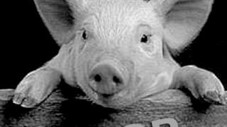 Карантин по африканской чуме свиней введен в Волгоградской области