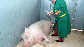 Заседание комиссии по борьбе с африканской чумой свиней прошло в Невинномысске