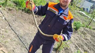 В Георгиевске спасатели поймали змею на территории частного дома