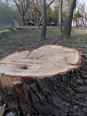 В Ставрополе возбуждено уголовное дело по факту незаконной вырубки деревьев в 2007 году