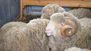 Приоритеты развития отечественного овцеводства обсудили в Москве