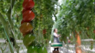 Ставрополье в пятёрке лидеров по тепличному овощеводству
