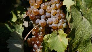Более 45 тысяч тонн винограда собрали на Ставрополье