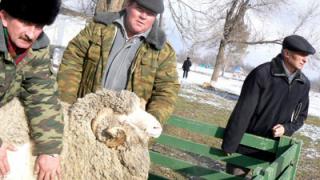 На Ставрополье нужно увеличивать поголовье овец