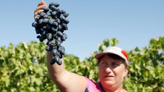 На Ставрополье производство плодов и винограда увеличится в 5 раз