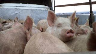 На Ставрополье запрещен ввоз свинины из Волгоградской области из-за вспышки в АЧС