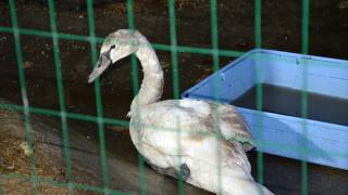 В ставропольский зоопарк передали спасенного лебедя