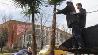 Пальмы и другие деревья высадили в Ставрополе на субботнике