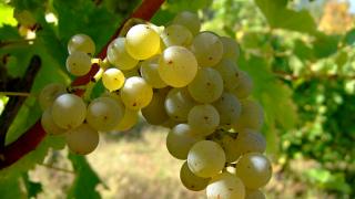 Уборка столовых сортов винограда стартовала в крае