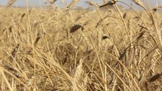 Объём урожая зерновых на Ставрополье вдвое превышает потребности края