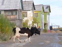 Корова и туман стали причиной гибели двух человек в ДТП в Ипатовском районе