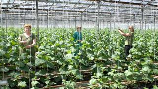 Перспективы тепличного овощеводства на Ставрополье обсудили в краевом правительстве
